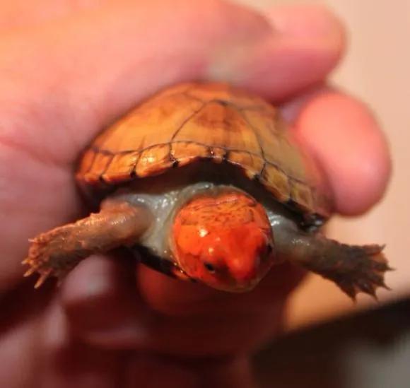 蛋龟混养推荐什么品种,蛋龟和泥龟一共有多少种品种