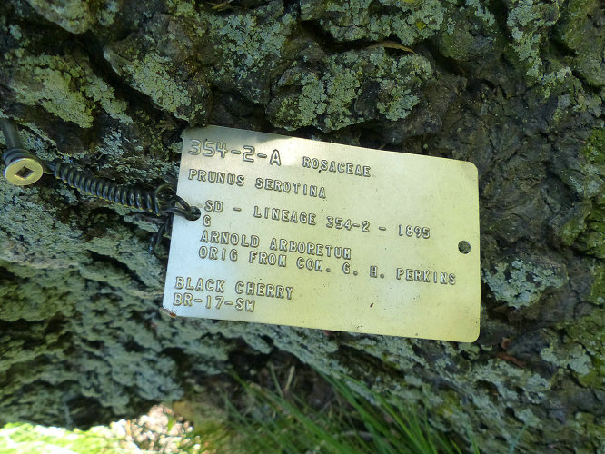 实木家具色系大全,实木家具樱桃色