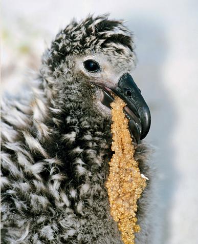 鍝楸艰兘鍦ㄦ捣闈笂婊戠繑,鑳藉湪娴烽潰涓婃粦缈旂殑鏄粈涔堥奔