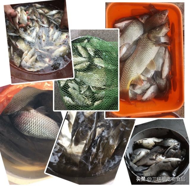 钓鱼小药不溶于水,钓鱼真的有必要加小药吗