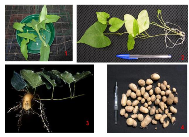 山药种苗繁殖技术,山药育苗留种技术
