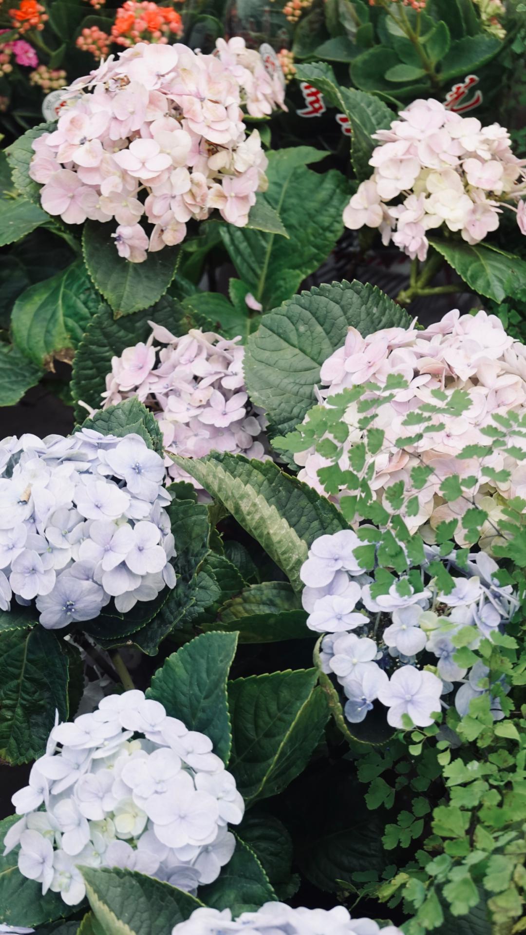 乌鲁木齐附近最便宜的花市,乌鲁木齐市花街在哪里