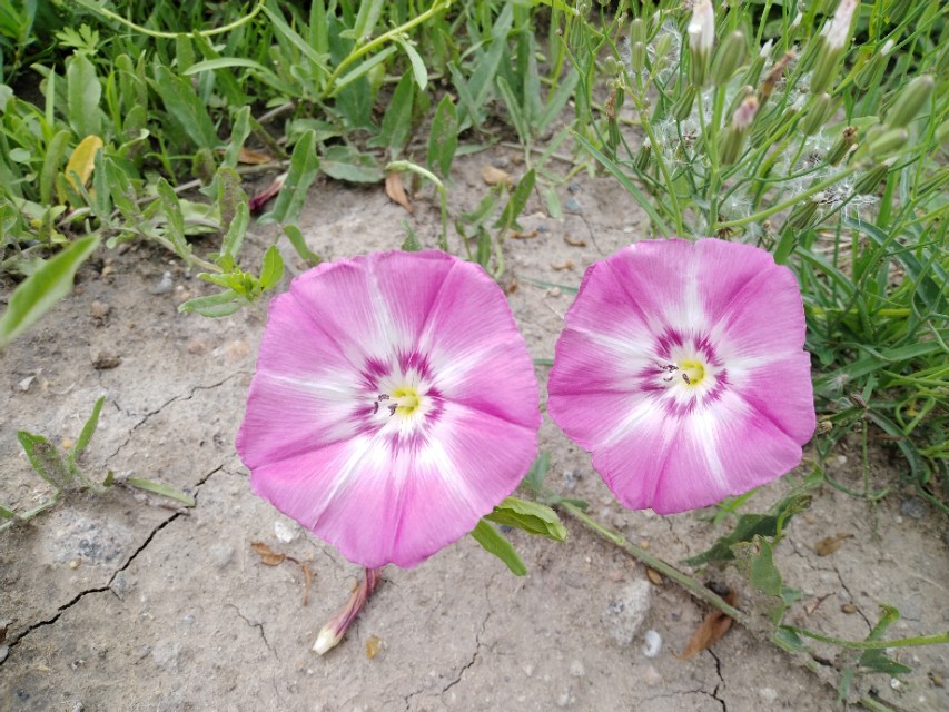 可爱的牵牛花作文400字,可爱的牵牛花的作文300字