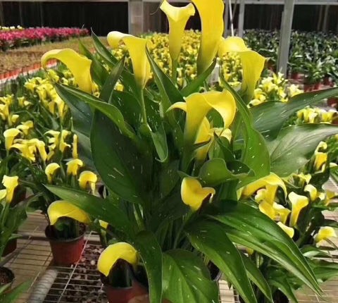 阳台只养一种花全年花开不断,适合庭院养的10种花