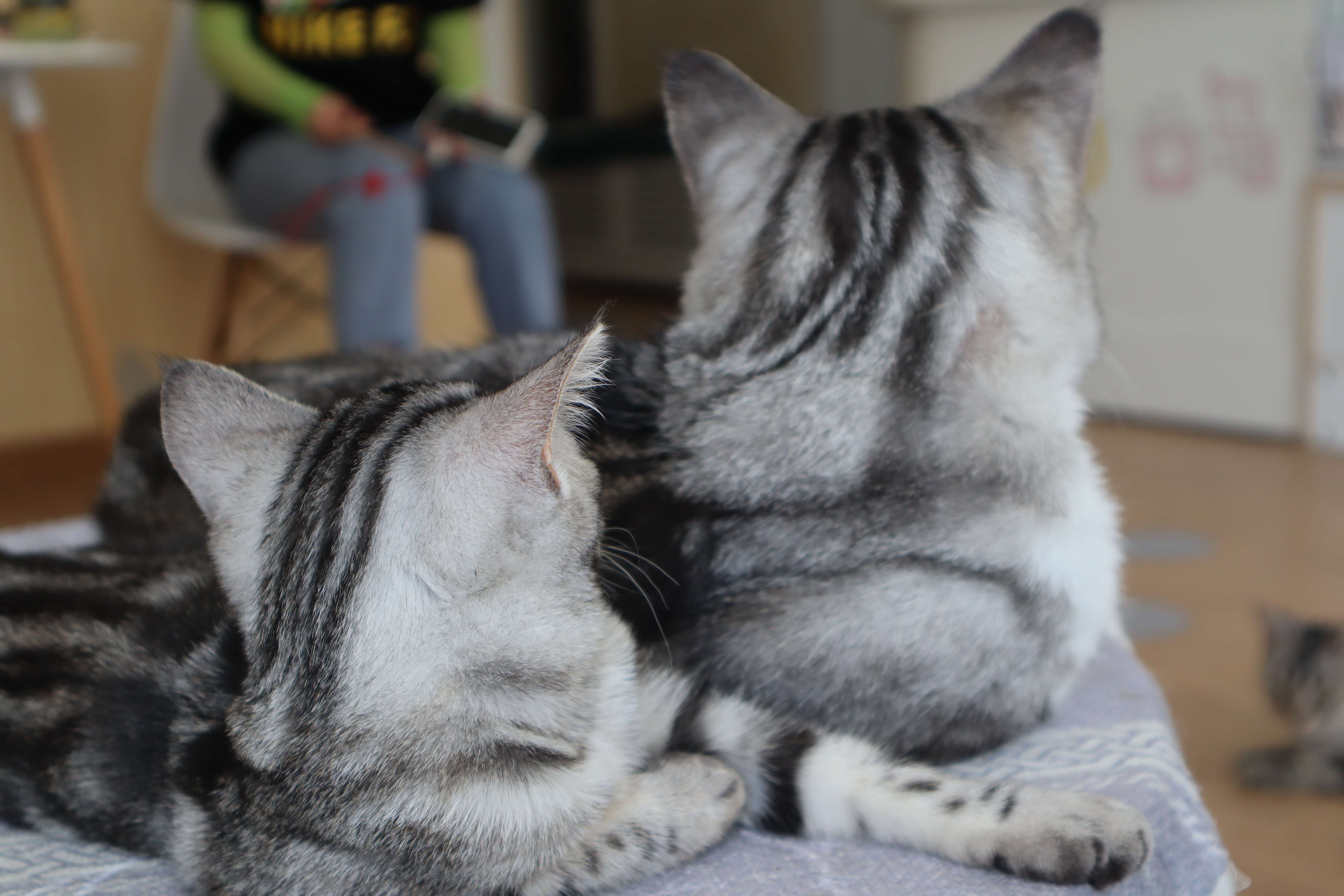 猫洗完澡发抖正常吗,猫洗完澡后身上有点烫