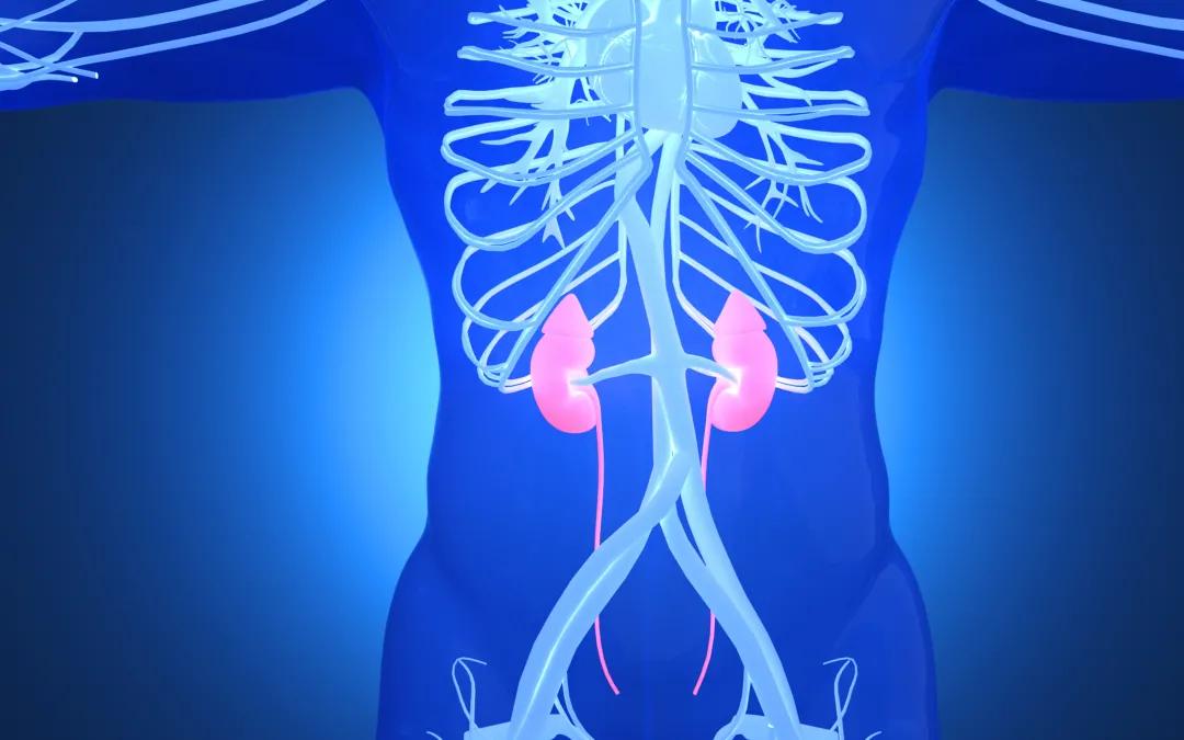 养心养肝养肺养肾养五脏,中医肾最怕什么