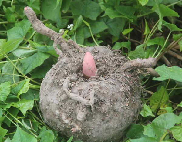 美食分享q弹软糯真的好吃,好吃又耐嚼的魔芋丝