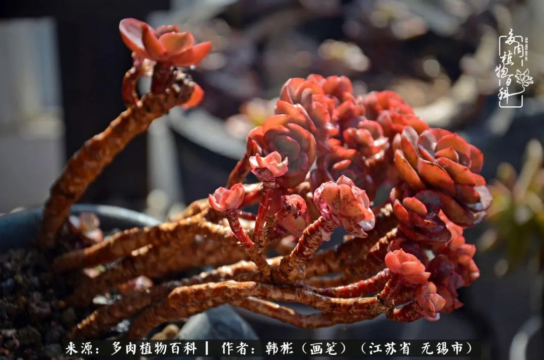 听音乐赏多肉,听音乐赏花赏美景