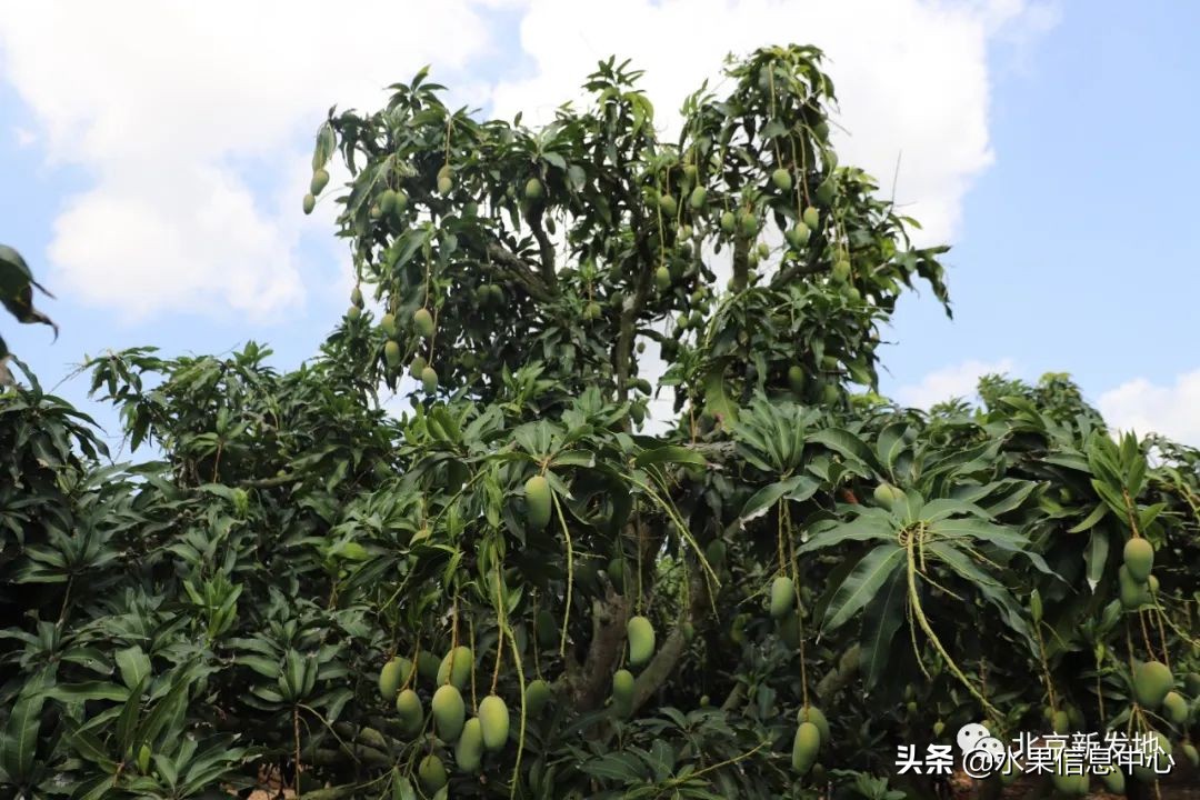 水果大王们生意经,水果生意经