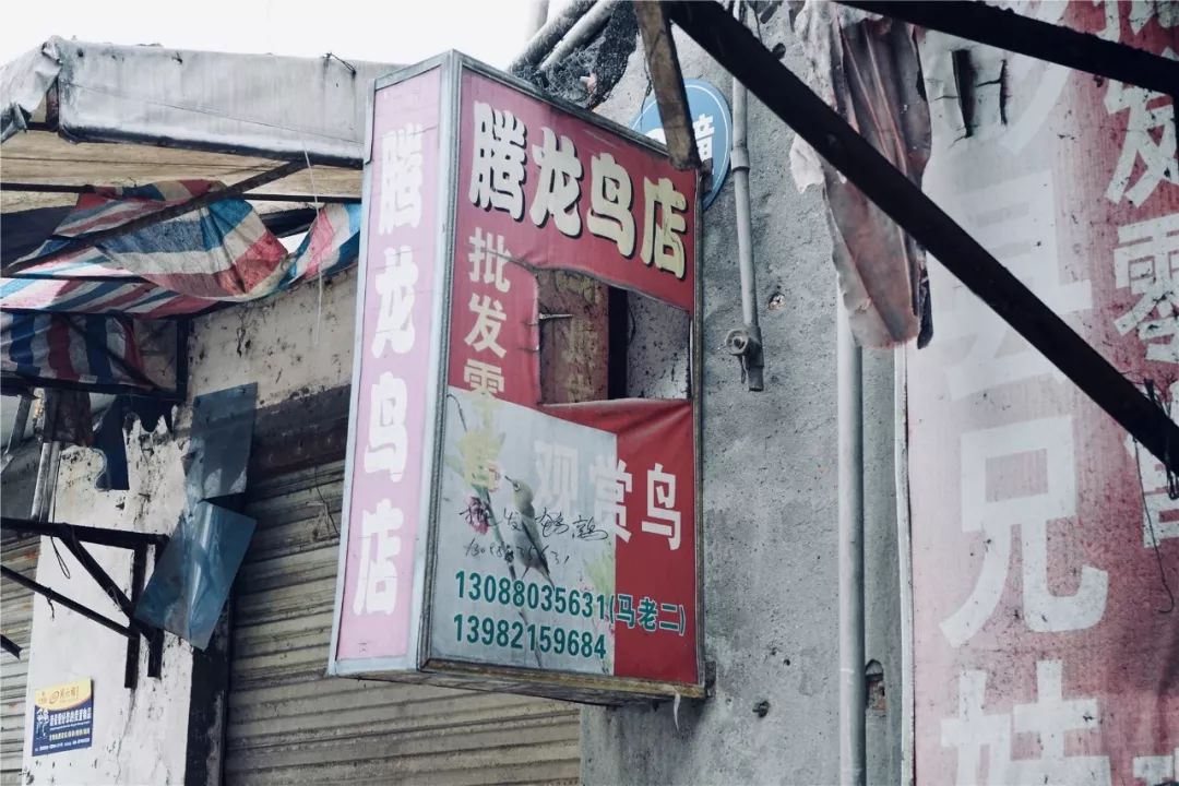 成都黄田坝鸟市在哪里,成都黄田坝鸟市