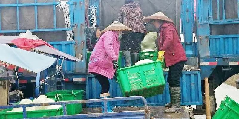 盛大金禧战略合作伙伴，家边购实业集团向武汉输送二十吨蔬菜