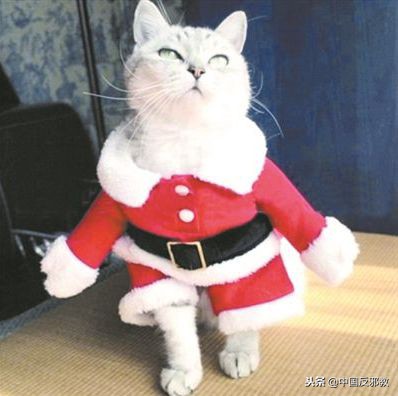 为了能和中国人一起干这事儿，老外们绞尽脑汁甚至组团去白宫*愿请**！