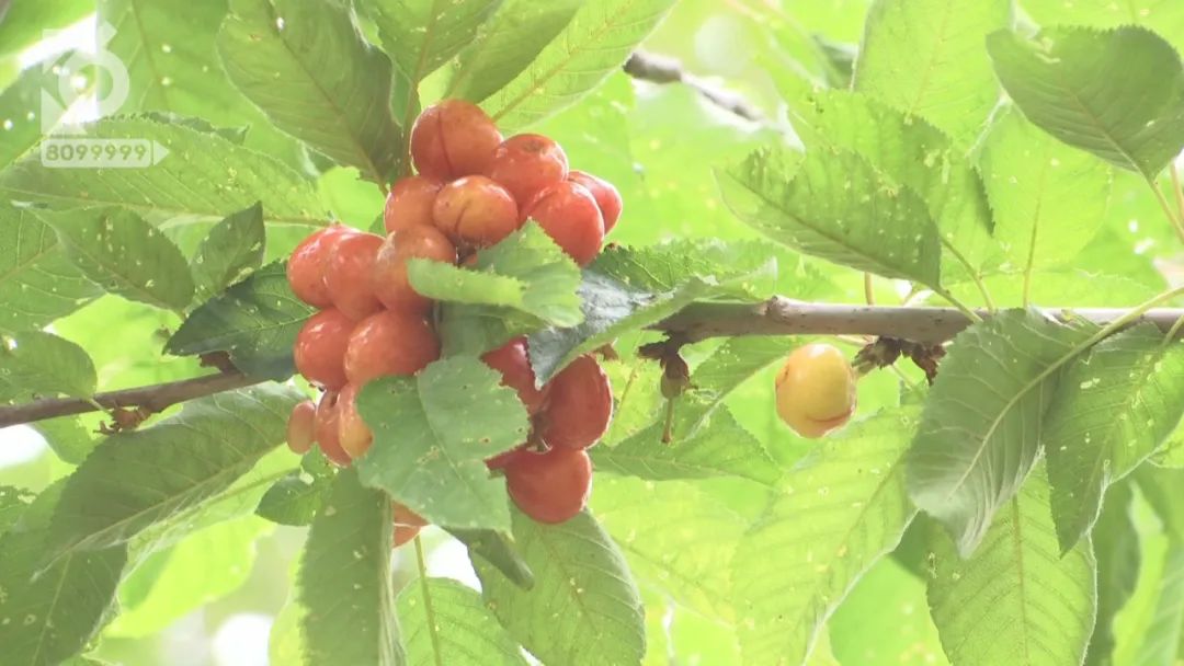 昆明五一周边旅游推荐,昆明周边五一好去处