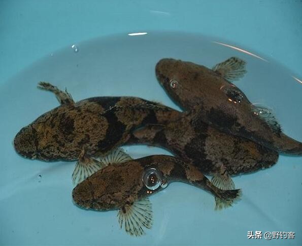 沙塘鳢怎么钓,沙塘鳢什么鱼