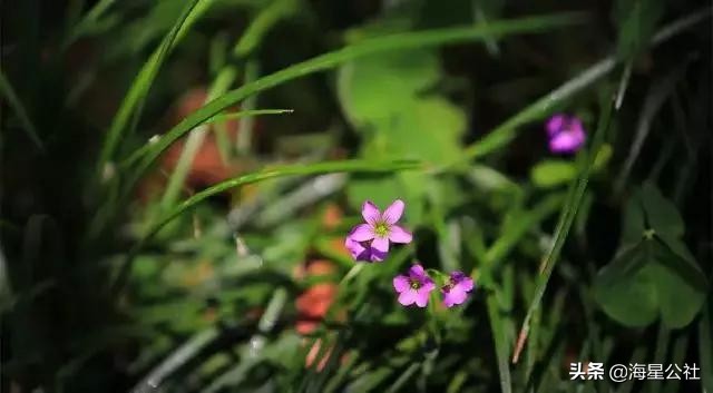 无锡十大免费公园排名榜最新,无锡晚上公园免费景点