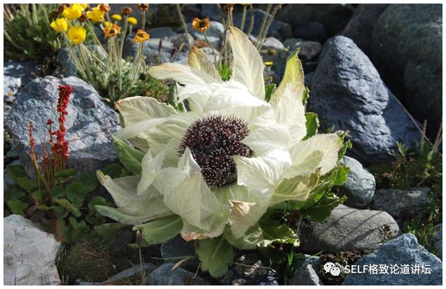 新疆天山申请世界自然遗产,天山为什么被入选为世界自然遗产