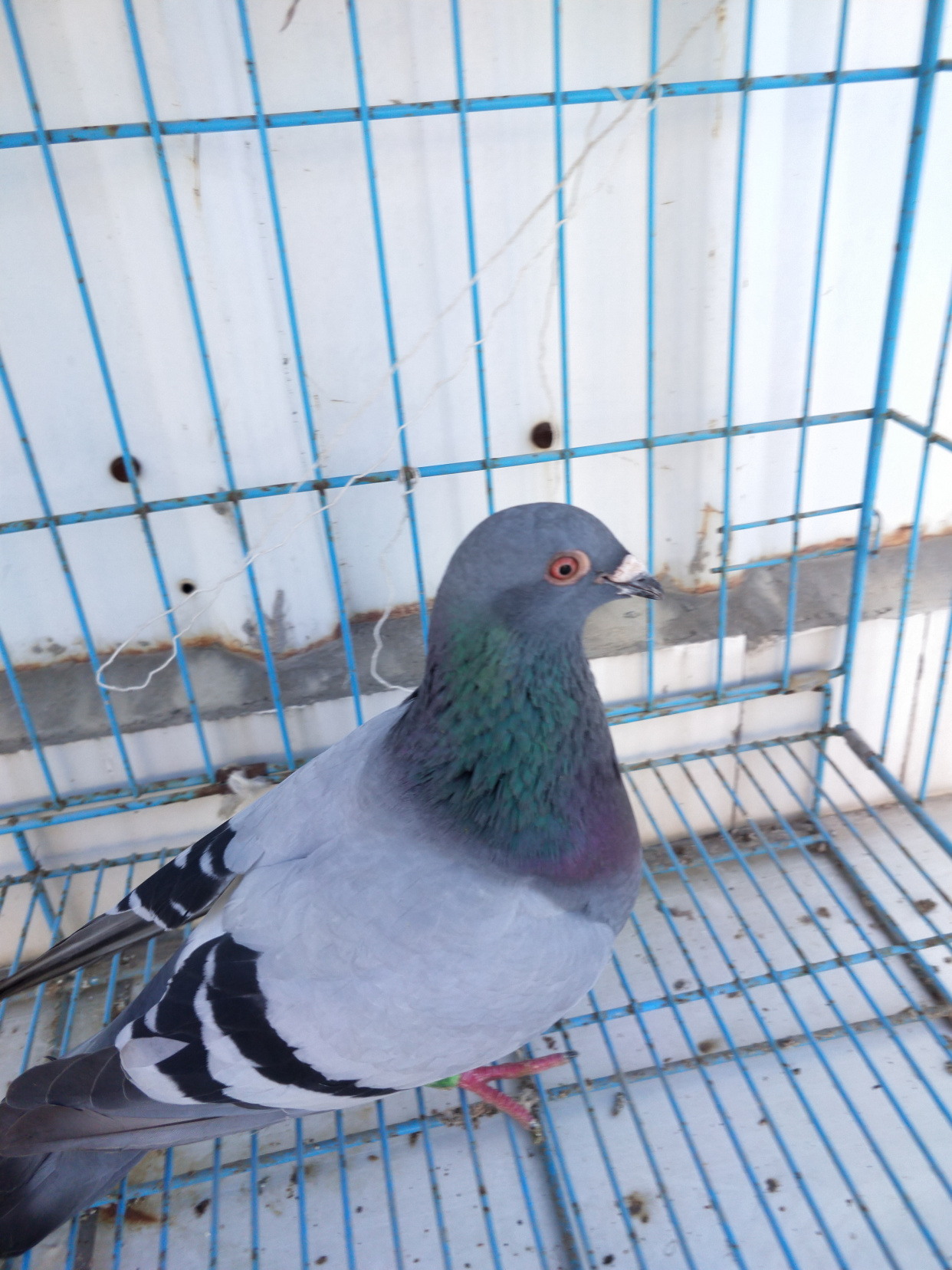 信鸽嗉囊炎的治疗方法,赛鸽嗉囊