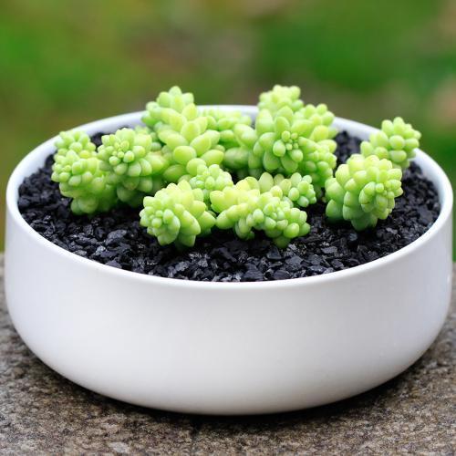 多肉蒂亚变黄了是什么原因,多肉变白了怎么补救