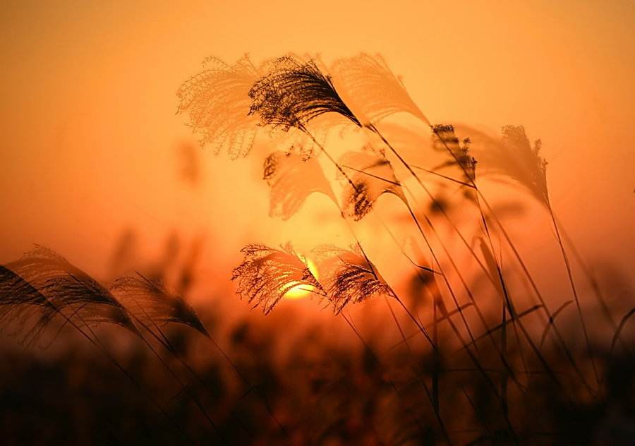 铁树银花什么生肖,铁树银花电影