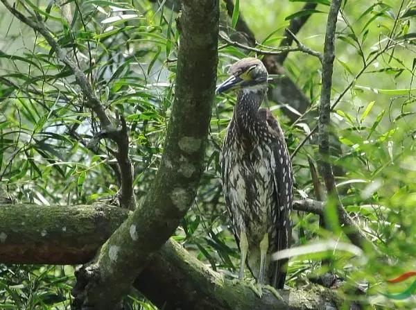 海南代表性动物,海南特有的珍稀动物
