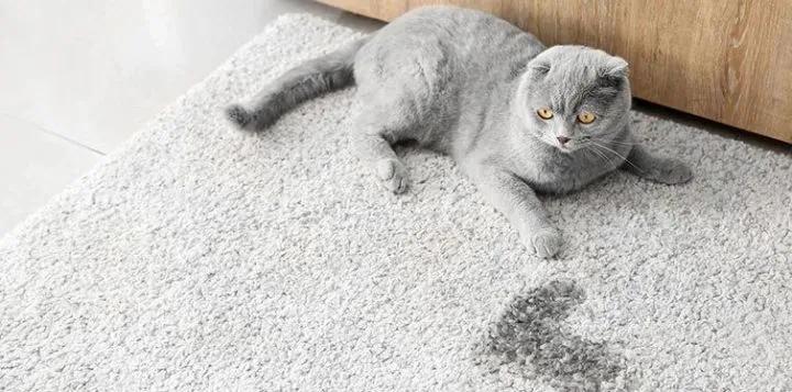 猫咪乱尿怎么办三招教你搞定烦恼,猫咪养在房间里味道太大了怎么办