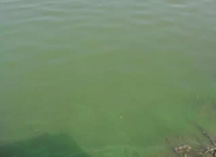 水产养殖蓝藻过多知识,水产养殖中蓝藻处理方法