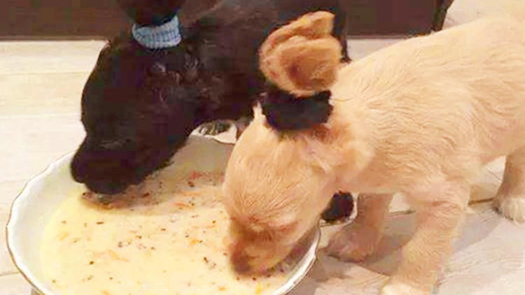 特别容易生病的狗狗排行榜,哪种狗狗不容易生病好养活