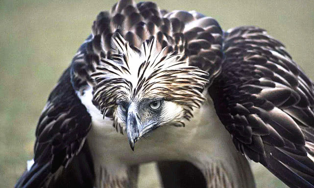 世界上最大的雕能捕捉多大的猎物,世界上最大的雕