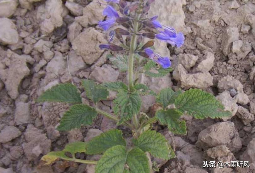 冬季适合种植什么中药材,适合夏季种植的五种中药材推荐