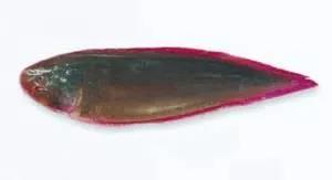 目前最顶级的海鲜鱼,世界上最顶级的海产鱼类