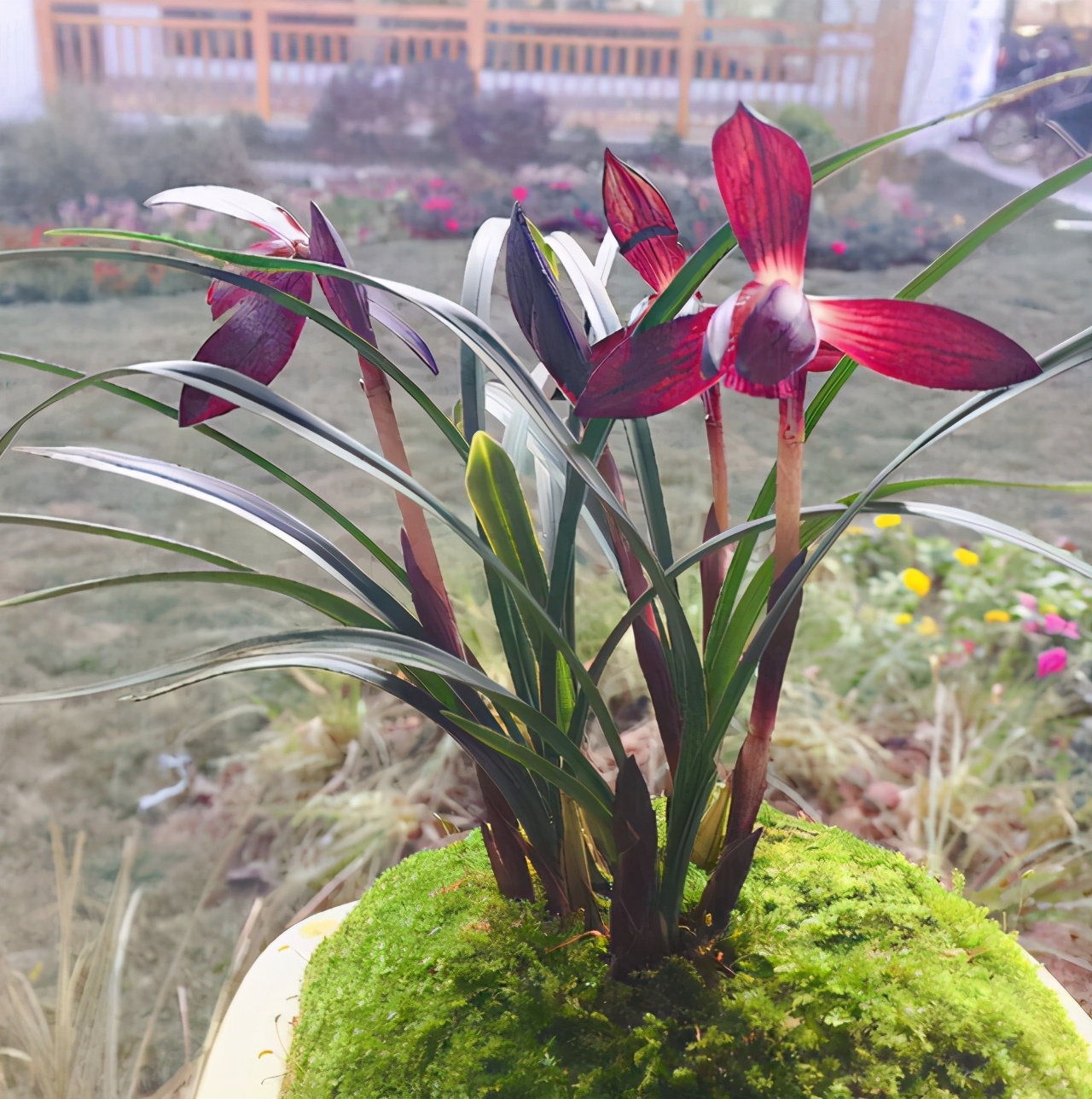 兰花品种大全莲瓣兰锦绣山河,最名贵十种兰花素兰