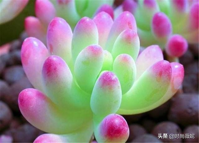 看看多肉萌新“水贴吧”的专业“10句黑话”，时常唬住“*江老**湖”