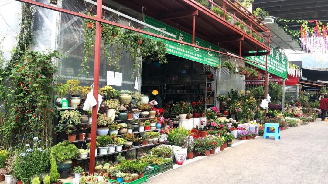 重庆最大的花市在哪里,重庆花市排名前十名