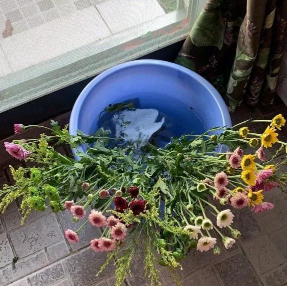 3种药片养花有“奇效”，浇水溶1片，叶绿根壮，比花肥厉害