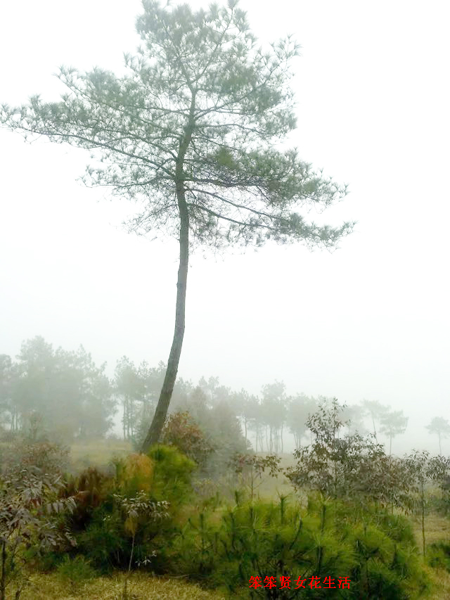 一个叫木头一个叫马尾民谣现场,一个叫木头一个叫马尾有什么含义