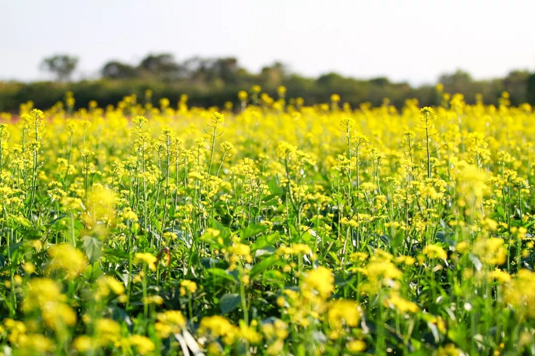 广州彩色油菜花田,广州最全浪漫花海打卡地点在哪里