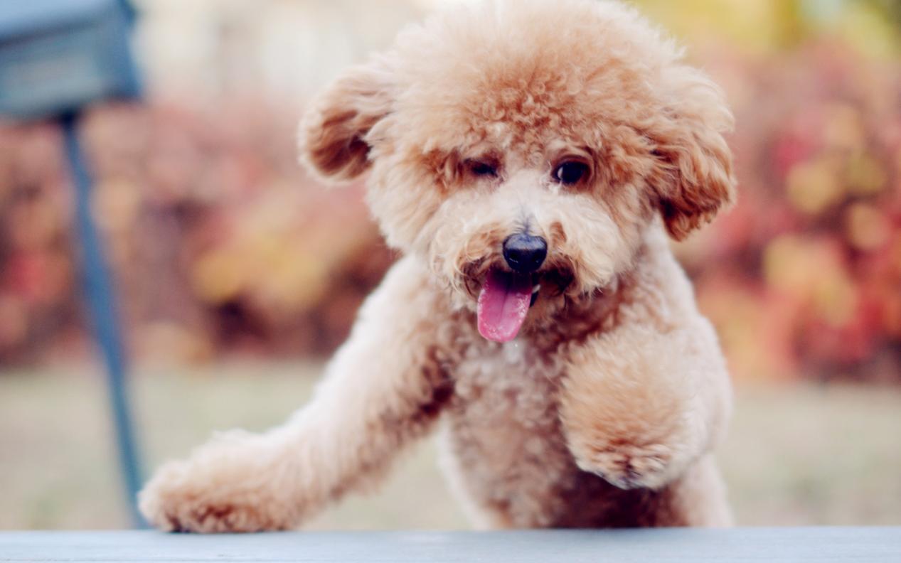 泰迪犬只吃饭怎么回事,泰迪狗不吃狗粮有什么办法