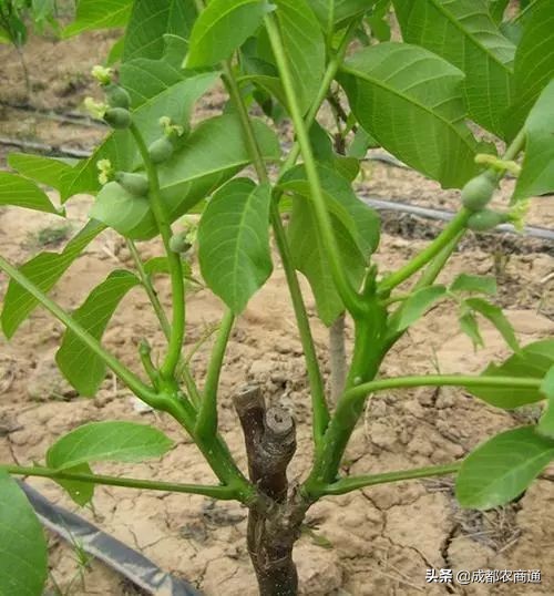 核桃苗怎么栽培,核桃苗栽培