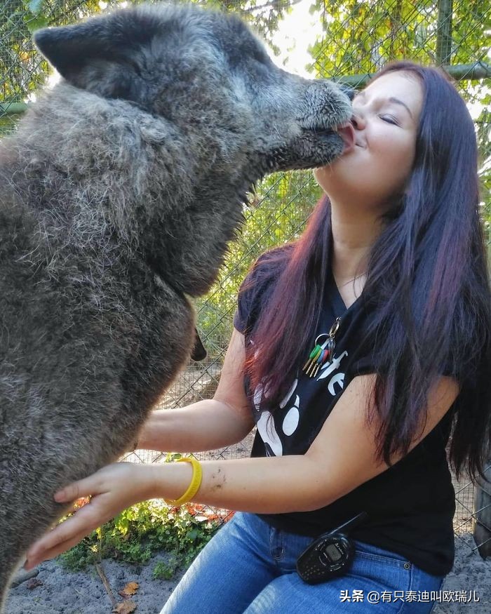 狼犬被嫌弃,被遗弃的大狼犬