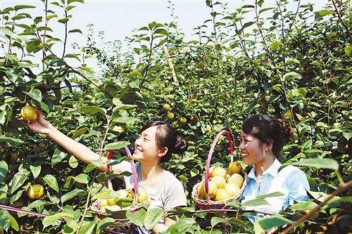 现在梨树用什么药防治病虫害,夏天梨树上挂瓶什么药防治病虫害