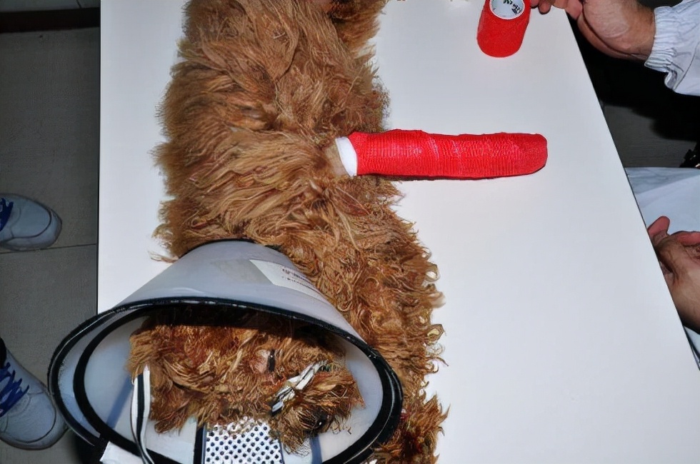 养贵宾犬的十大禁忌,新手养贵宾犬的十大禁忌