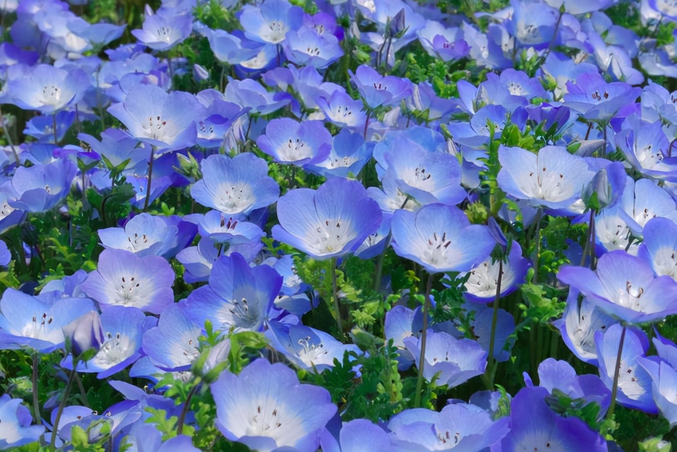 十种蓝色花,常见的六种蓝色花