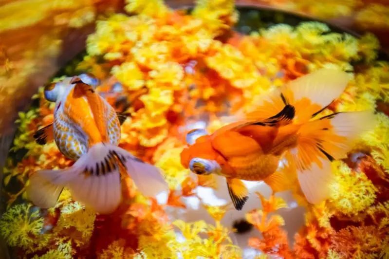 闽侯国潮金鱼博物馆,国潮金鱼博物馆