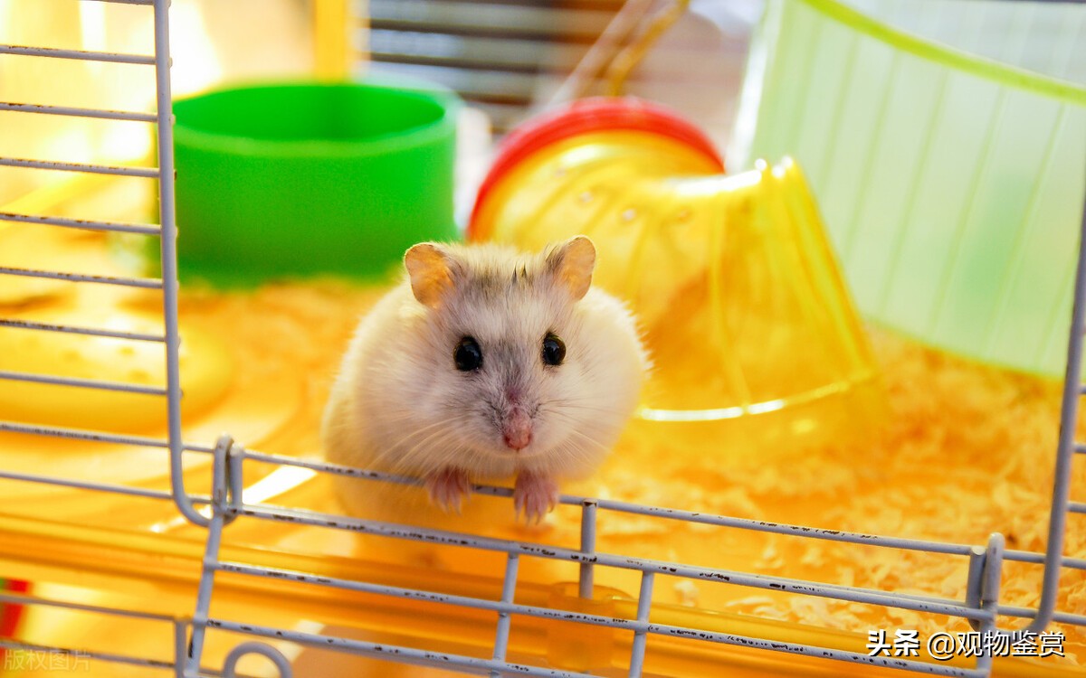 仓鼠是舔还是咬,为什么仓鼠喜欢老鼠笼呢