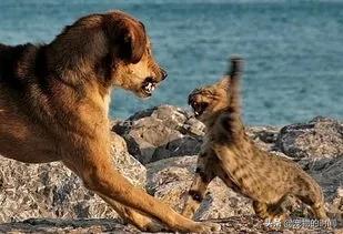 为什么你的猫不会咬你,为什么你的猫不喜欢叫