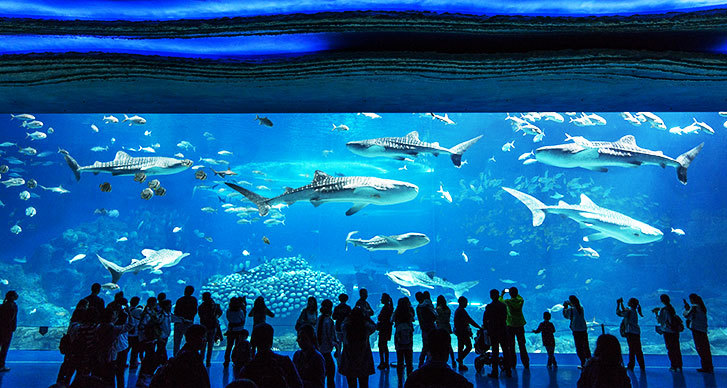 珠海长隆两日一晚游玩攻略,珠海长隆一日游攻略中餐