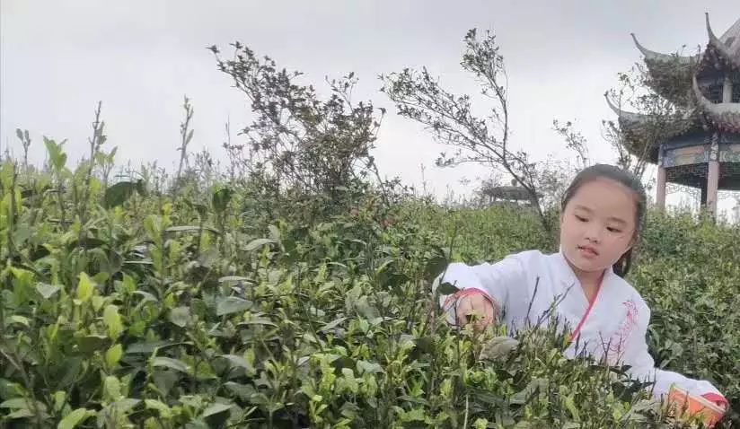草长莺飞踏青季哪里好玩,草长莺飞春游