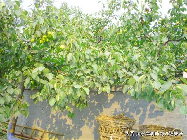 梨木台温福大院实景 (天津蓟县梨木台镇温福大院)