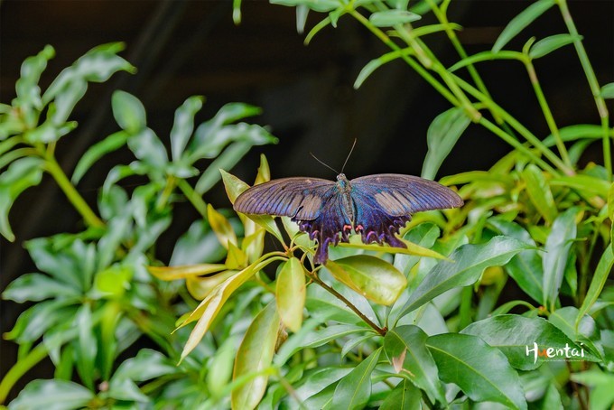 一下雨徽州就成了水墨色,安徽石台避暑胜地