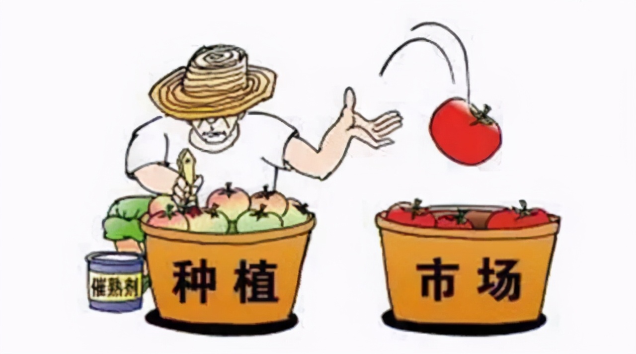 西红柿用的催熟剂对人有害吗,西红柿催熟剂用早了有什么危害